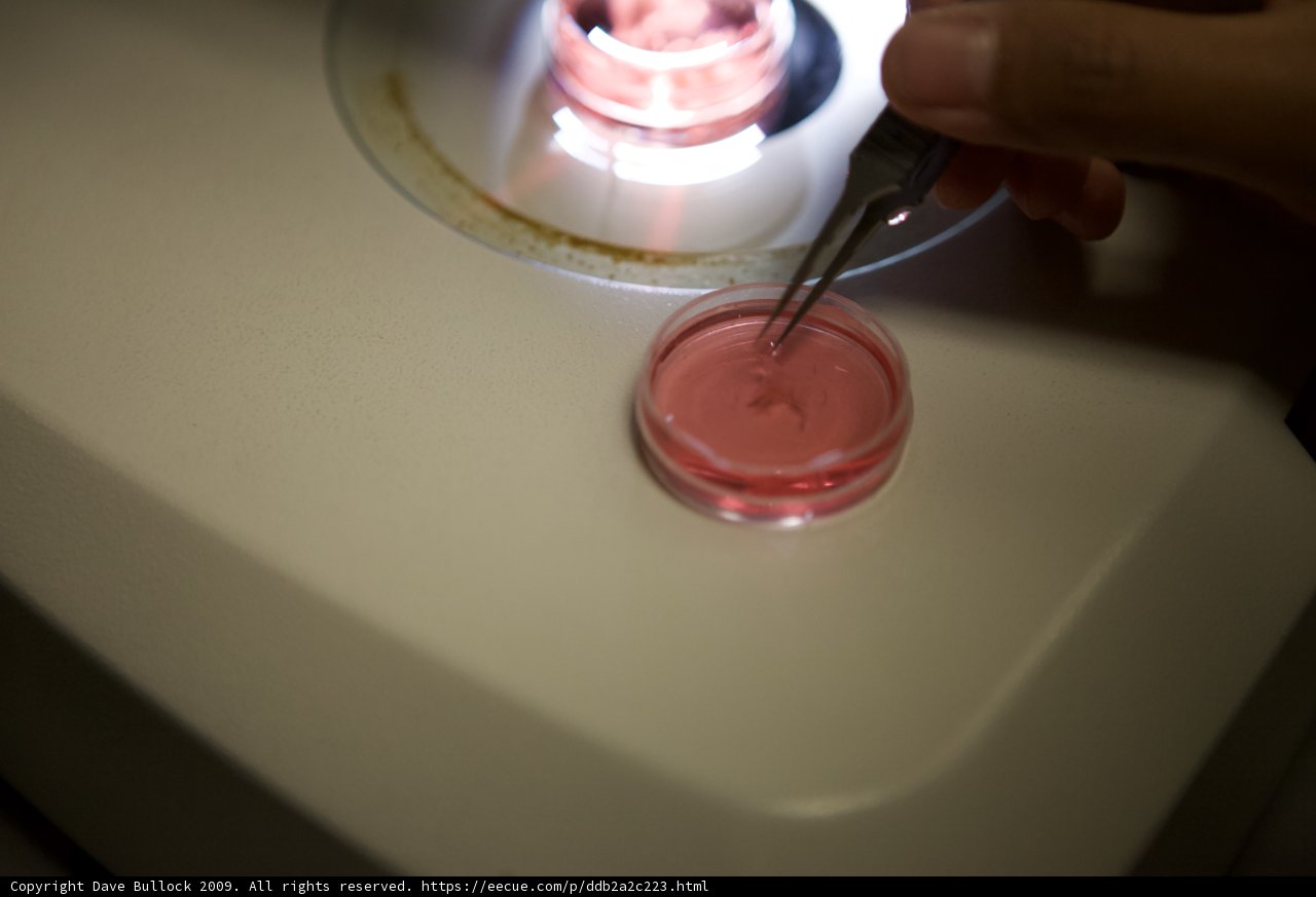 Microscopic Investigation of Pink Substance