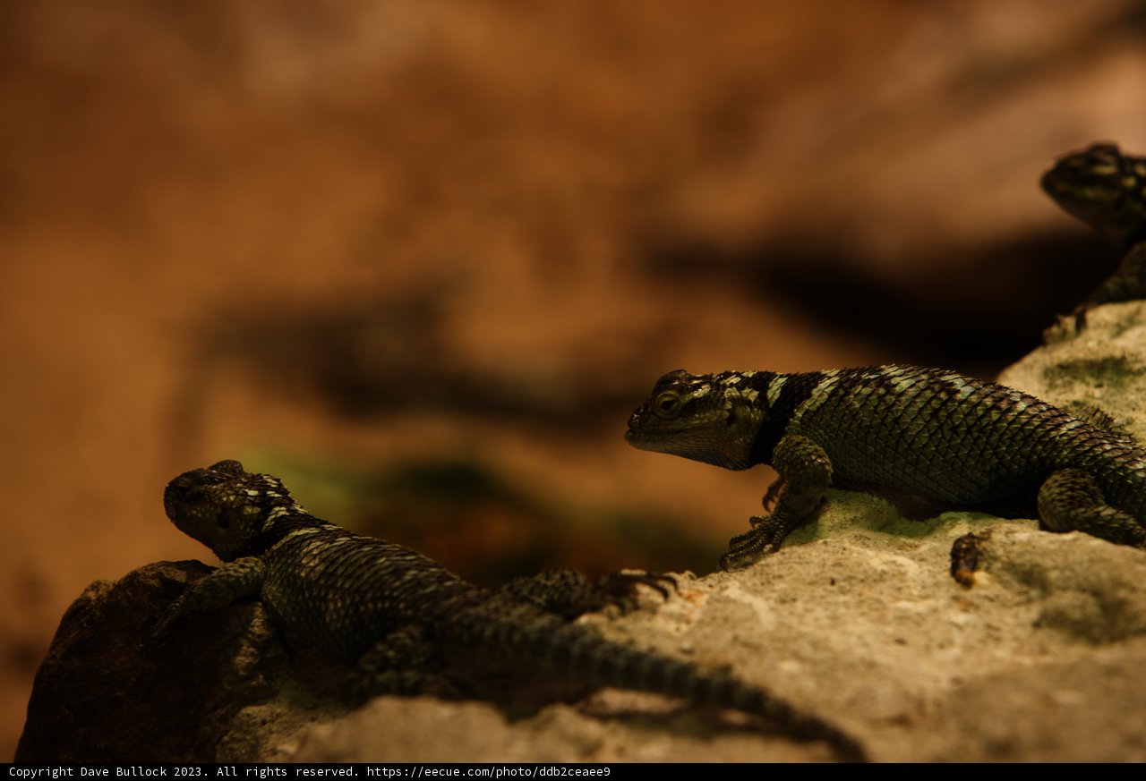 Trio of Lizard Pals at Oakland Zoo