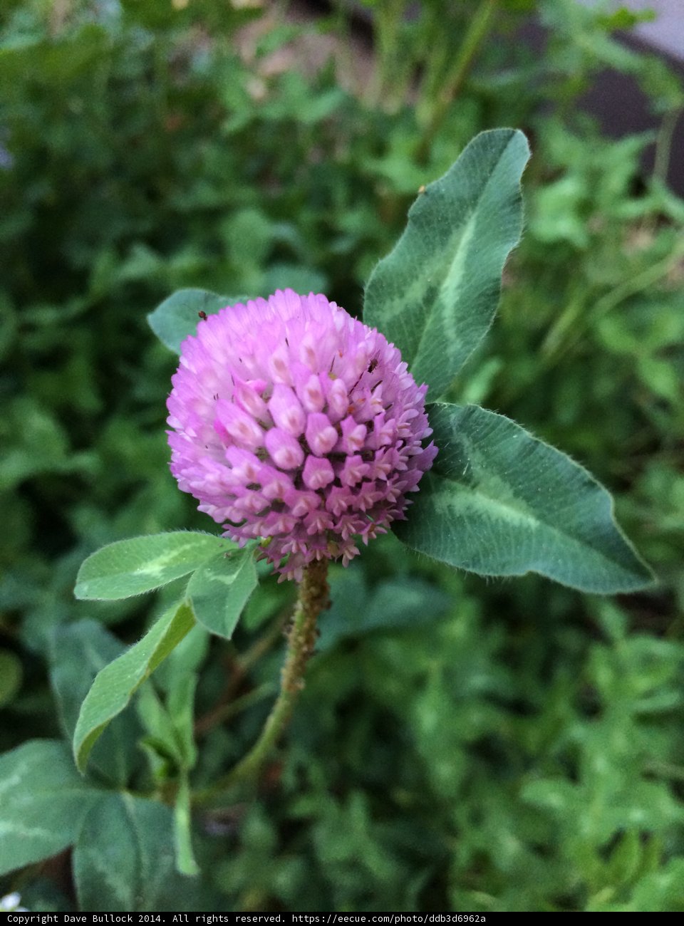 Pink Dahlia Bloom