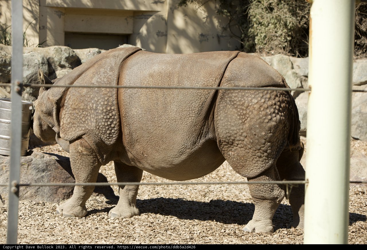 Majestic Encounter at SF Zoo