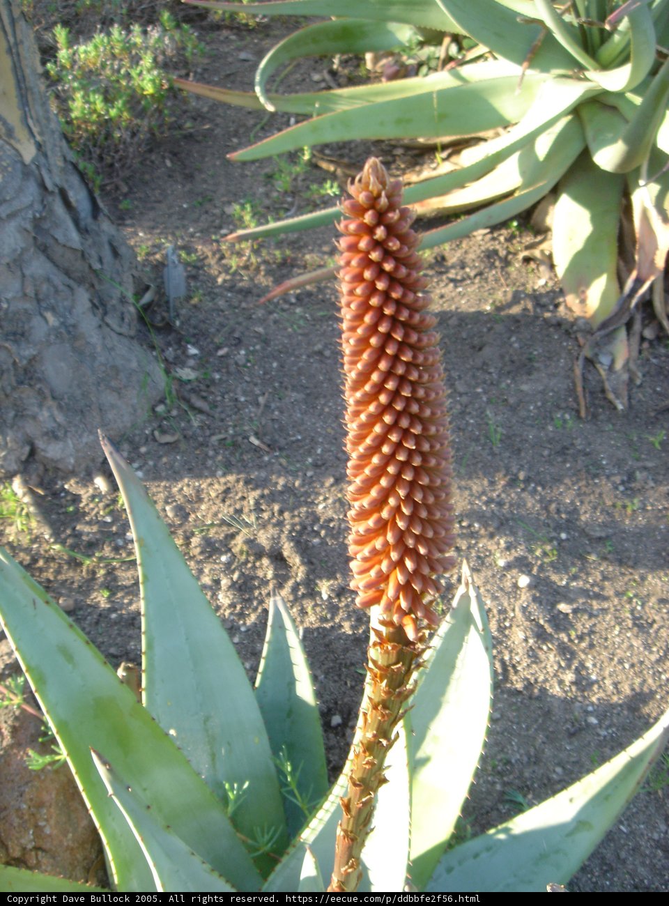 Flowering Plant Amidst Foliage