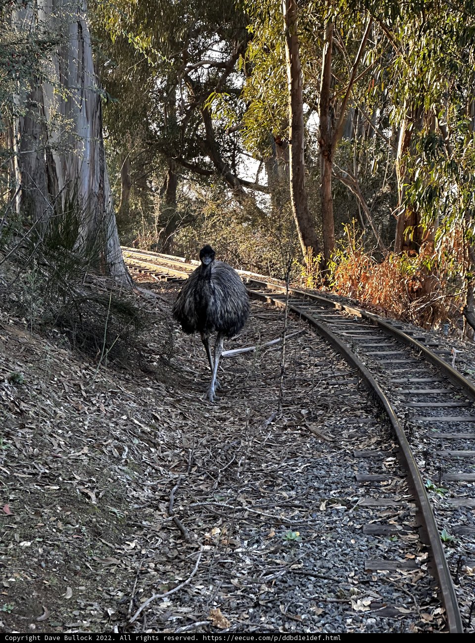 Bird of the Tracks
