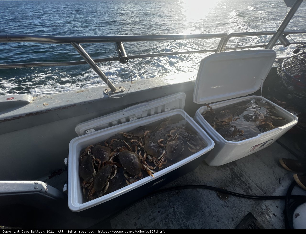 Fresh catch on the boat