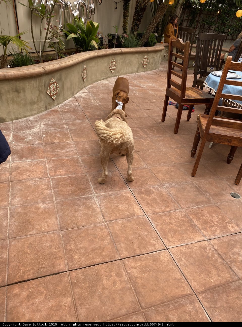 Canine Stroll on a Tile Pathway