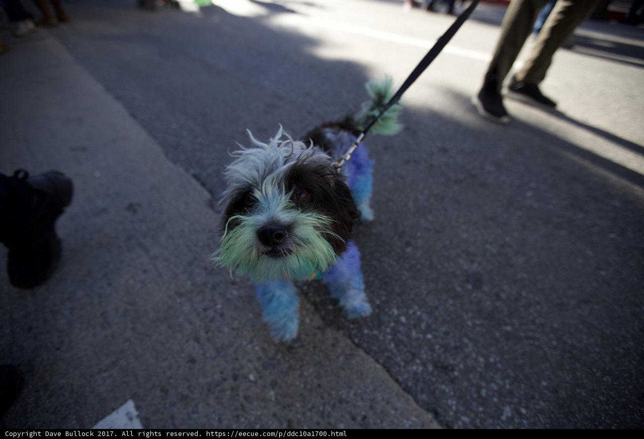 Colorful Pup on a Leash
