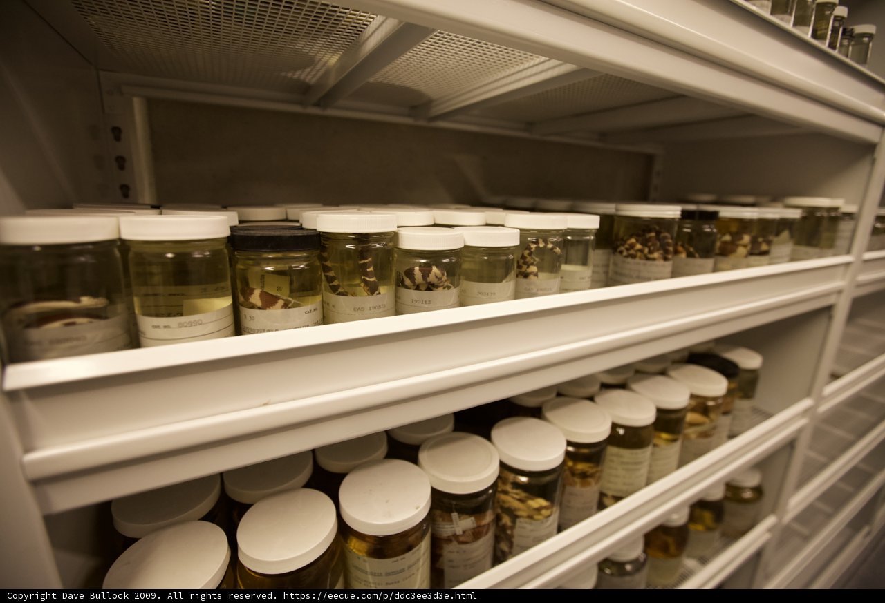 Organized Pantry