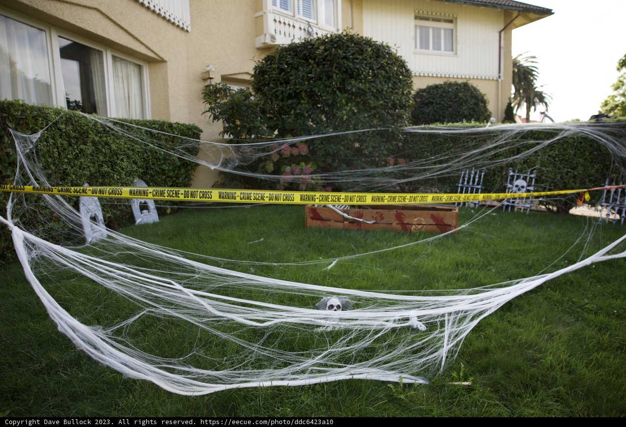 Hidden Intricacies: The Spooky Webs in My Yard