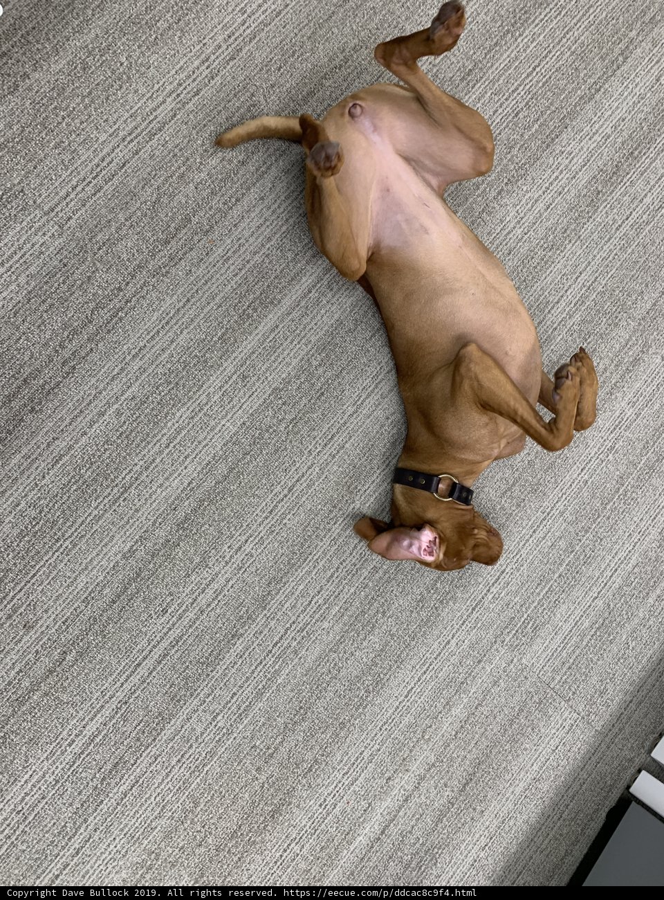 Paws Up for Home Decor