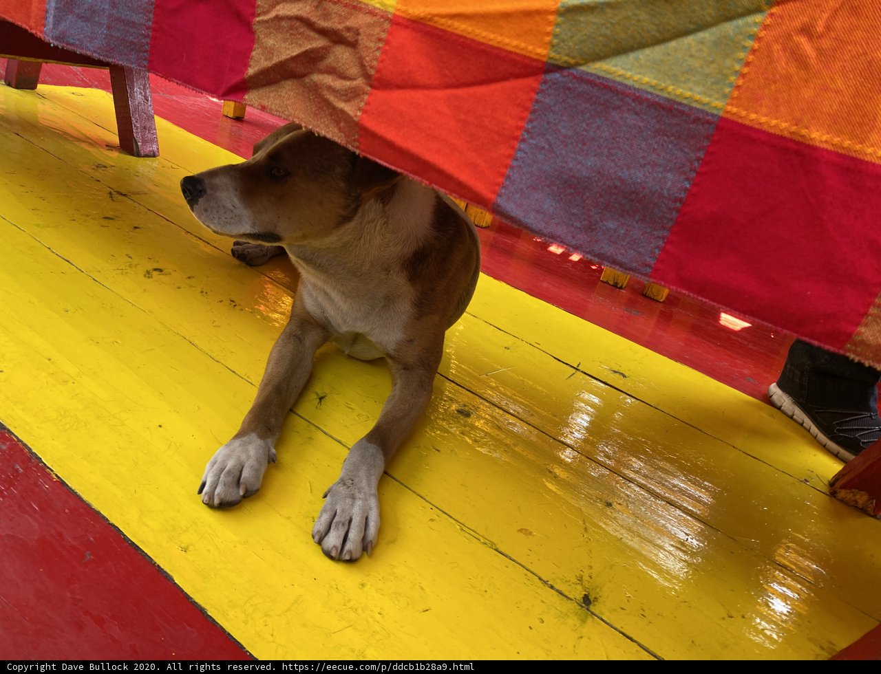 Colorful Table Companion