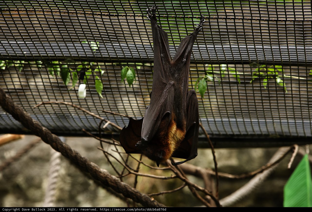 Bat in Balance at Oakland Zoo