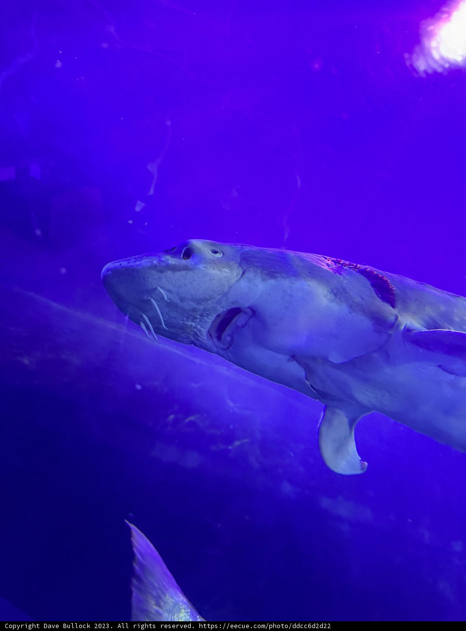 Illuminated Giants of the Deep