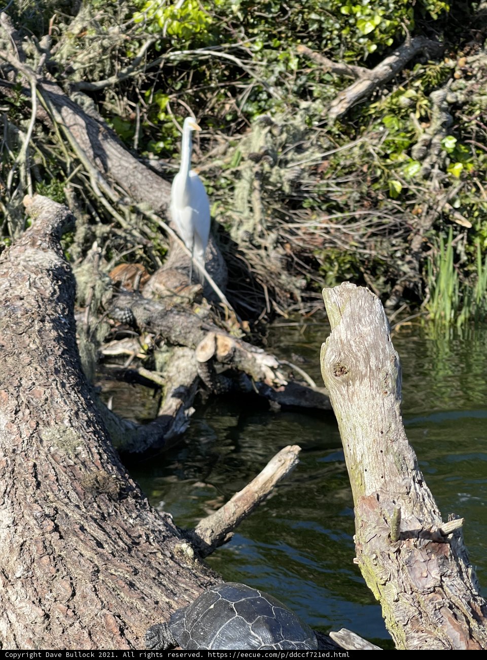 White Egret Perched on a Water-logged Log