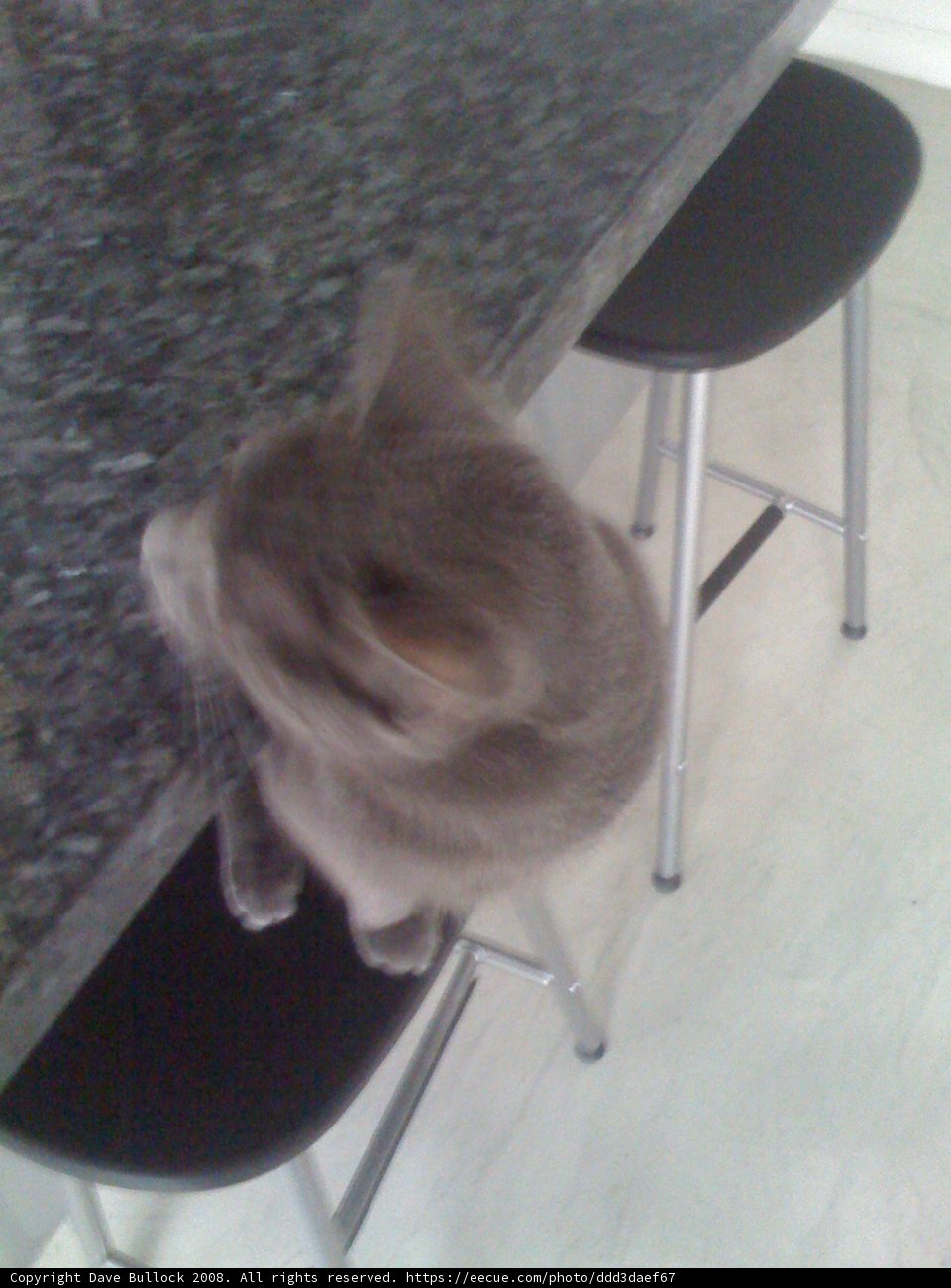 Counter Cat