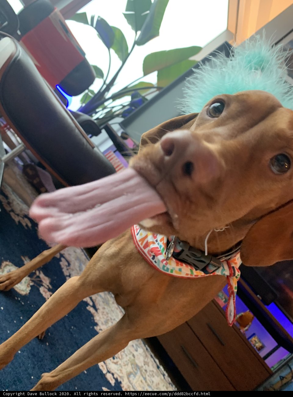 Blue Feathered Hound