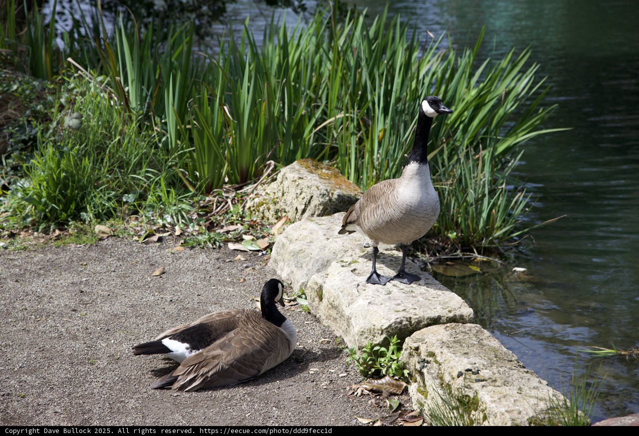 Serene Companions by the Pond