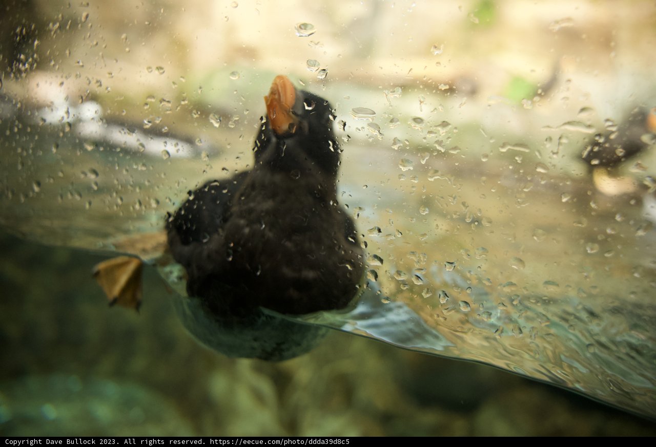 Puffin in Action at Monterey Bay Aquarium