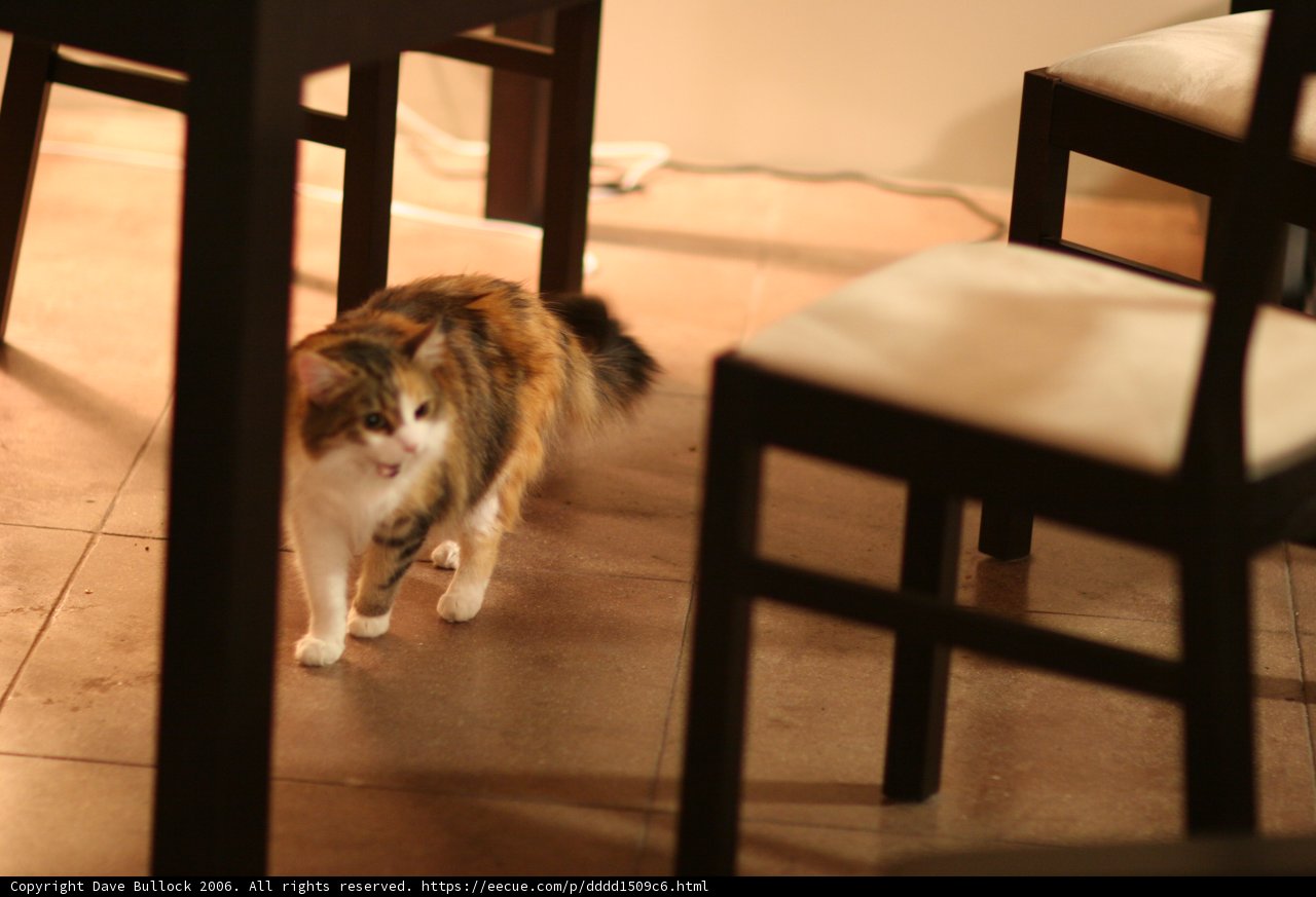 Under the Table Cat Walk