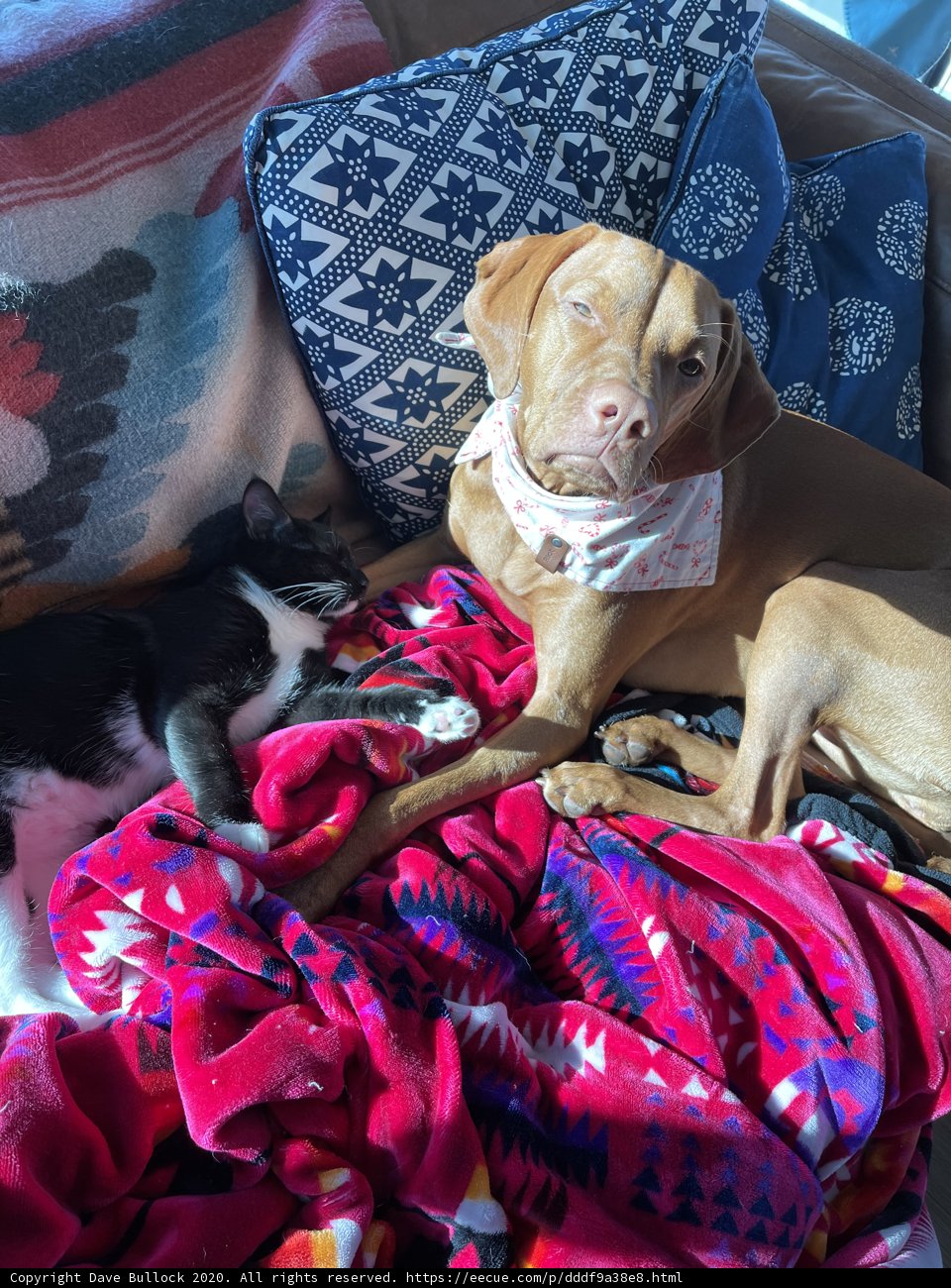 Furry Friends on the Cozy Couch