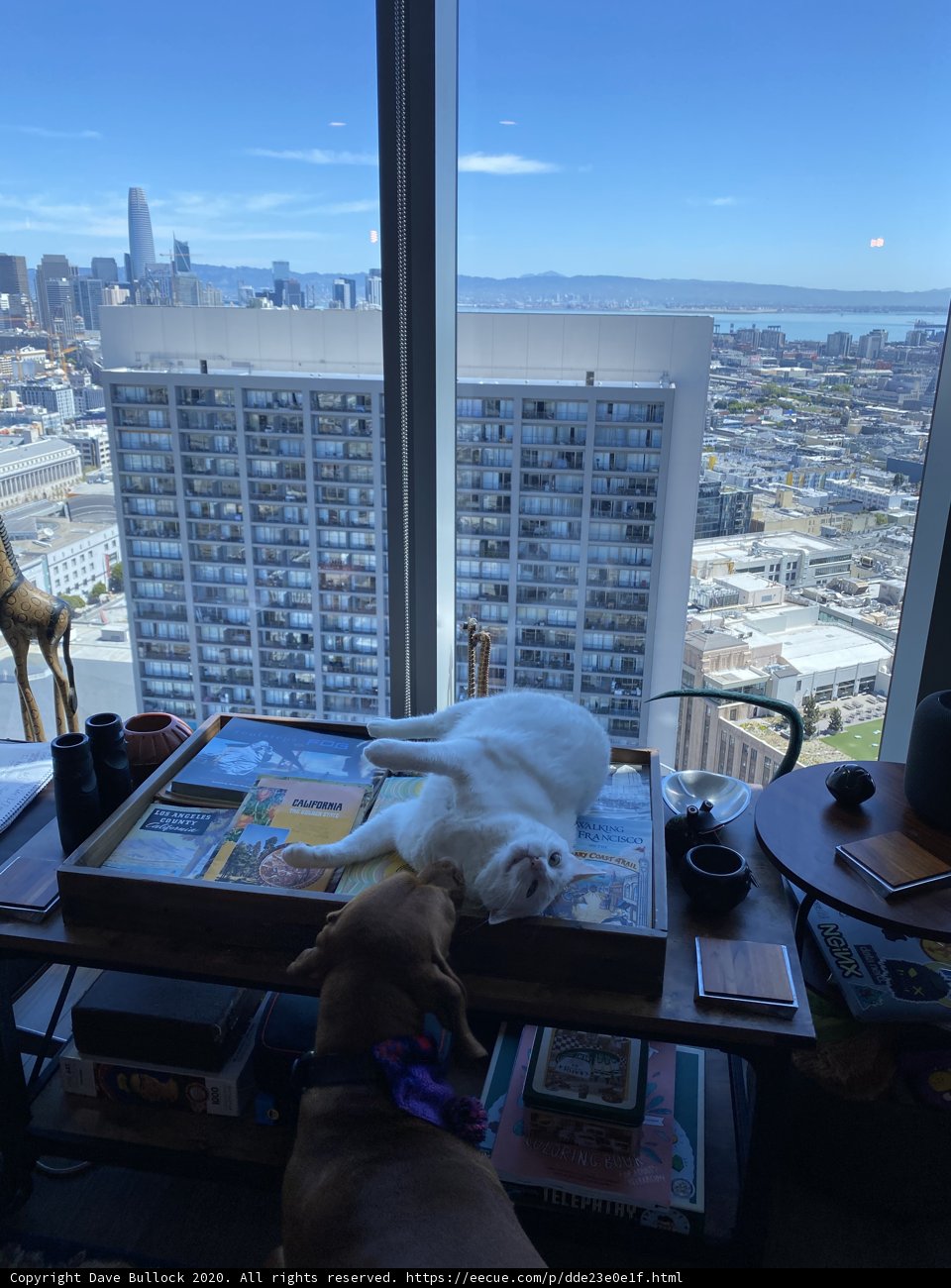 Urban Pets Relaxing at Home