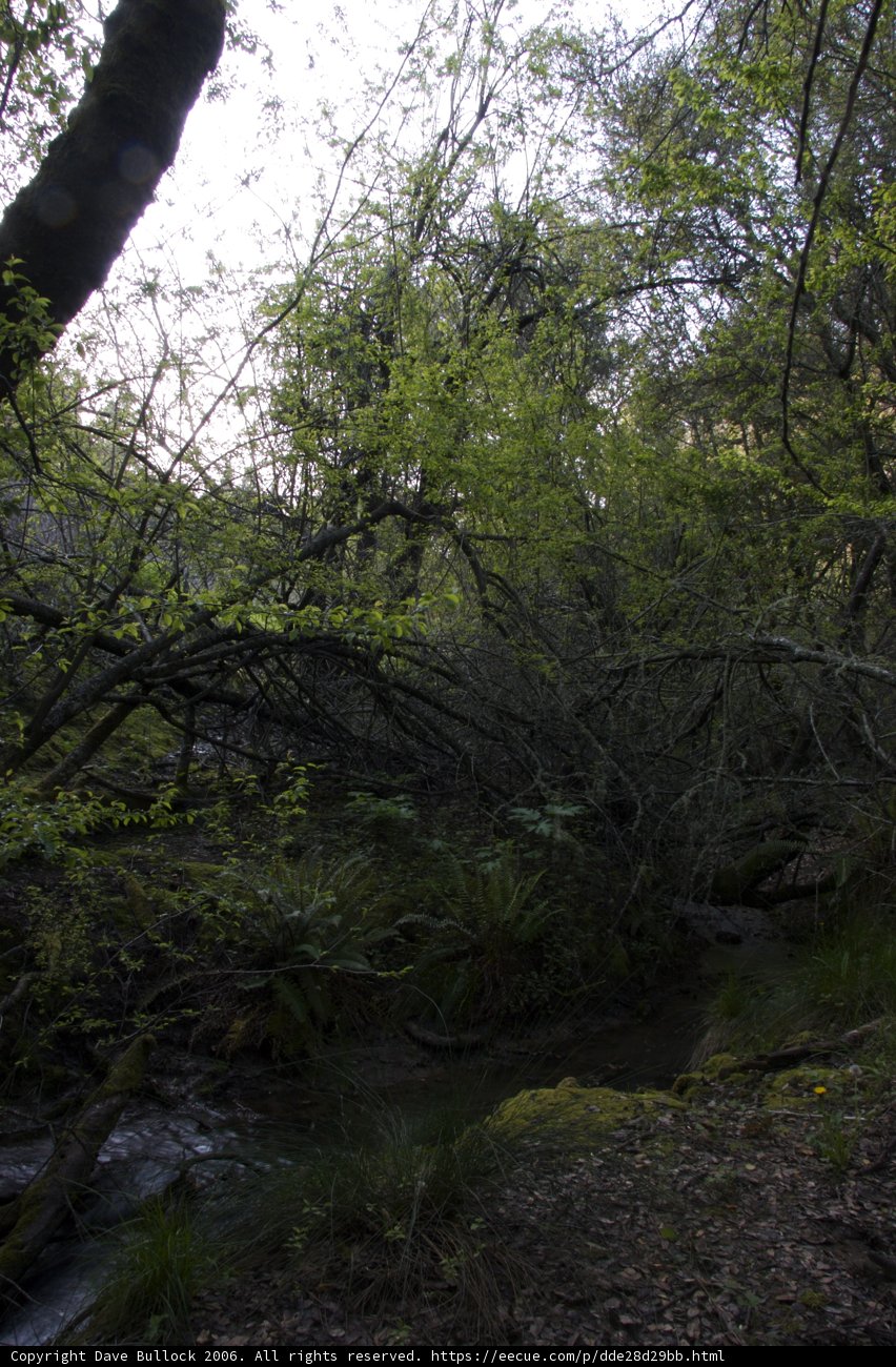Serene Stream in the Woodland
