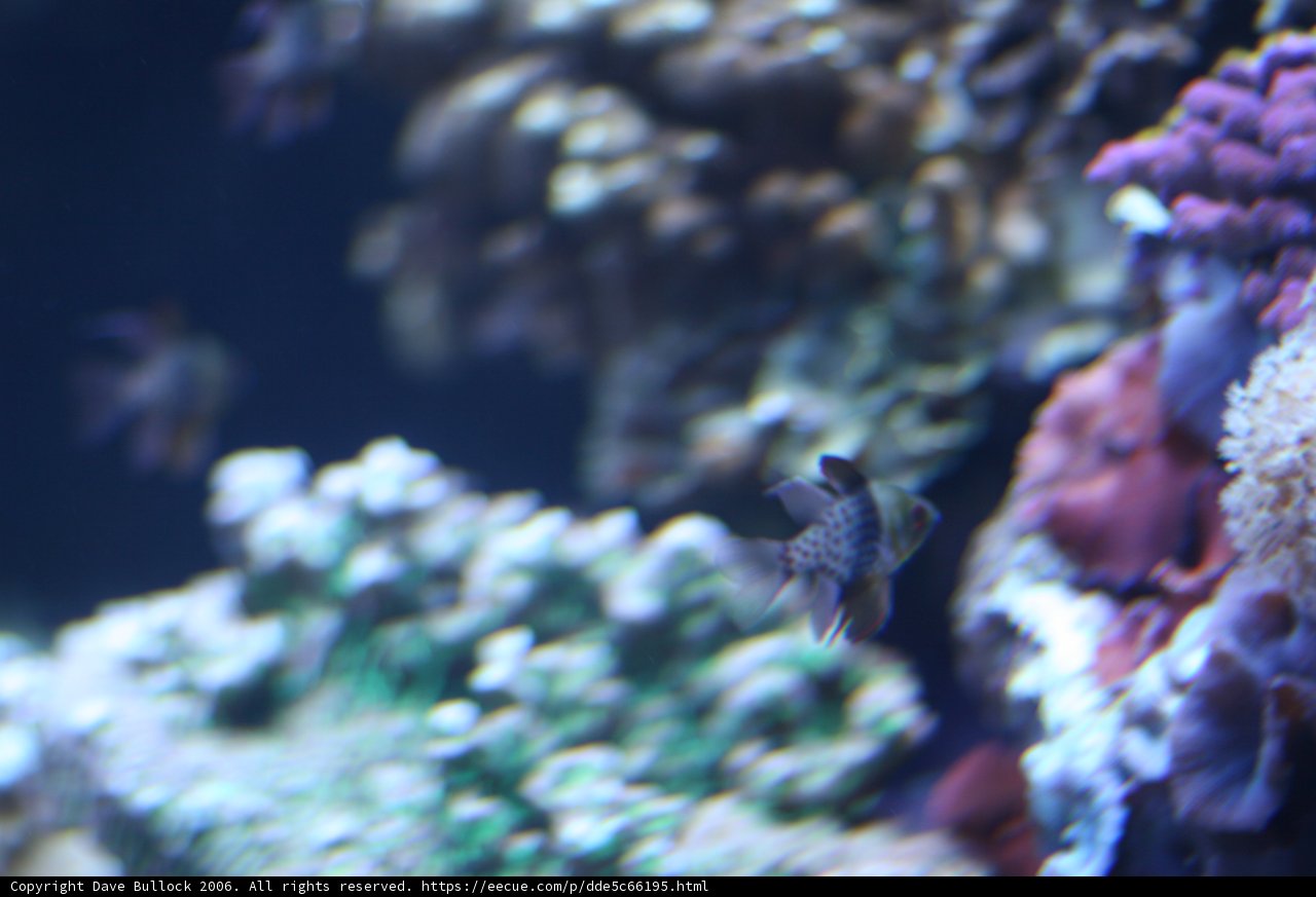 A Colorful Coral Reef Aquarium