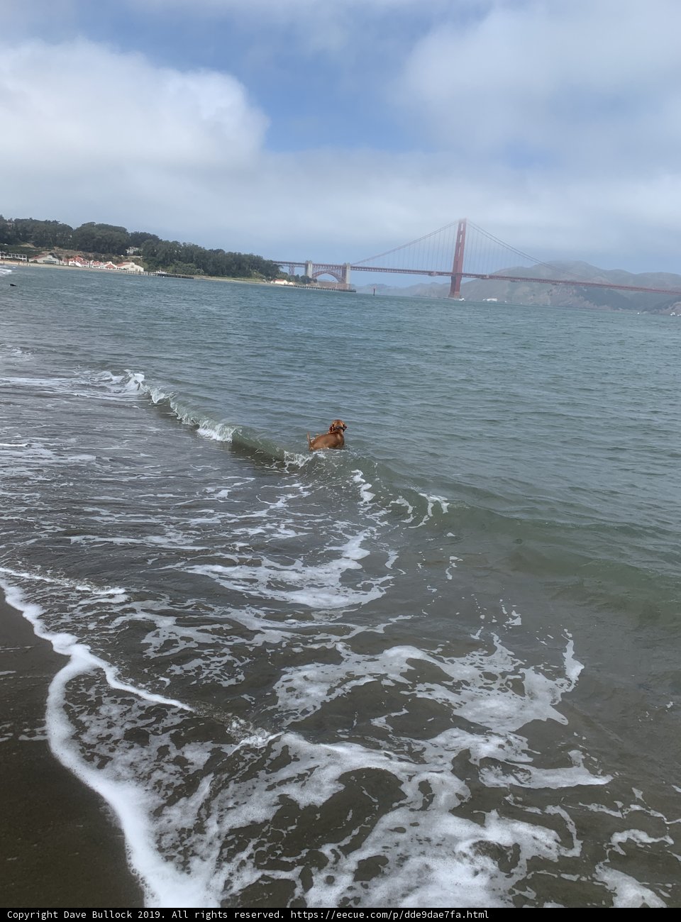 Refreshing Dip in the San Francisco Bay