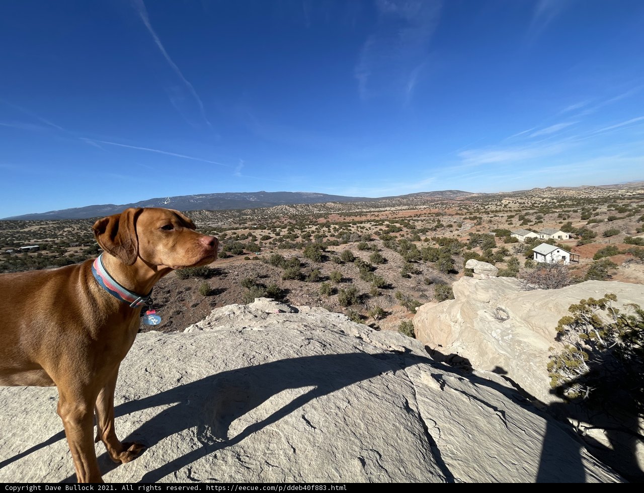 Vizsla's View at Sandia Peak