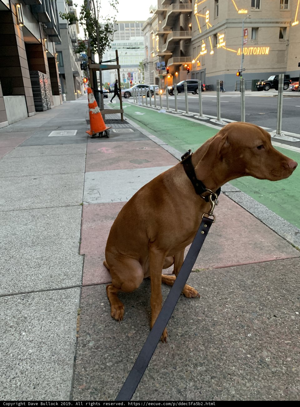 Peaceful Pup on the Busy Sidewalk
