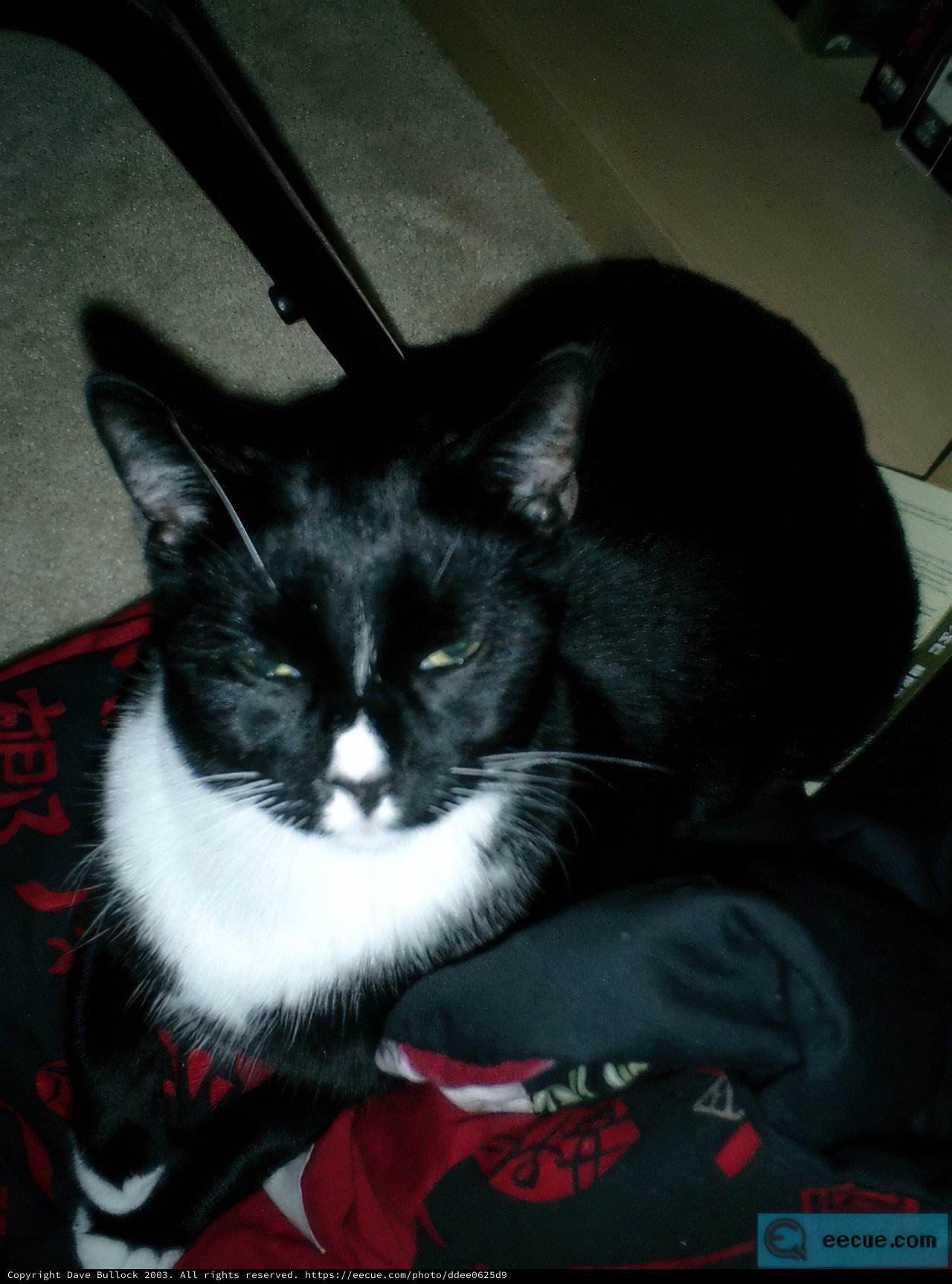 Snooze Time with my Black Cat