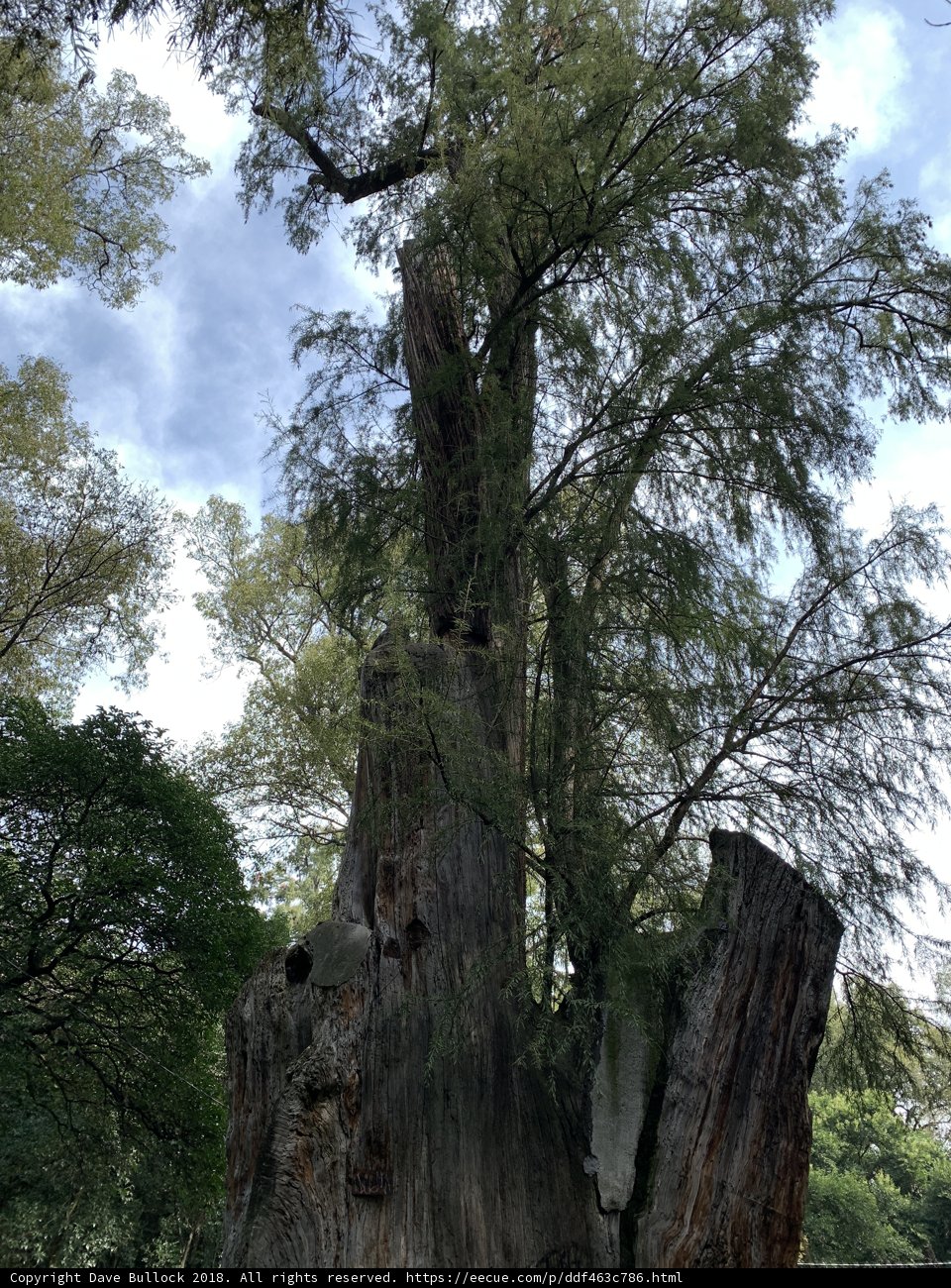 Towering Trees