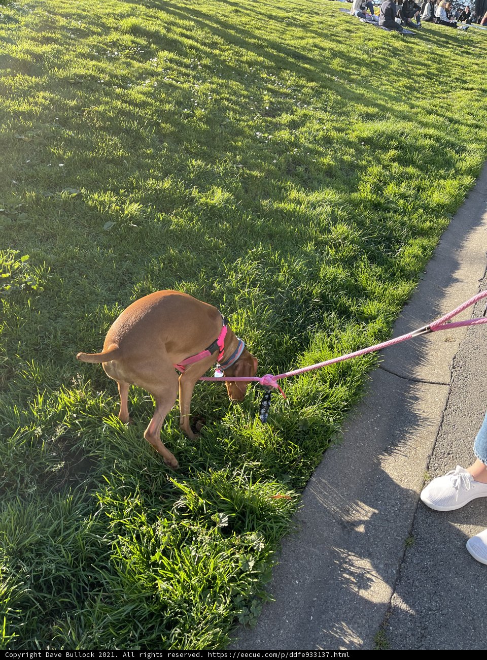 A Canine Walk in Alamo Square