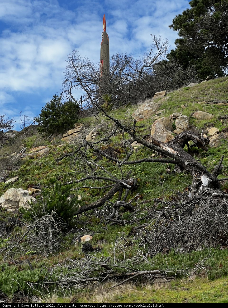 Red Flag atop Towering Tree