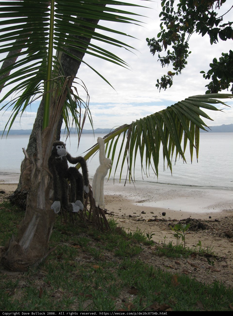 Summer Monkey in the Tropics
