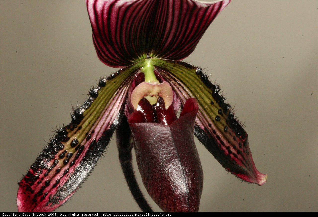 Red and Black Orchid in Detail