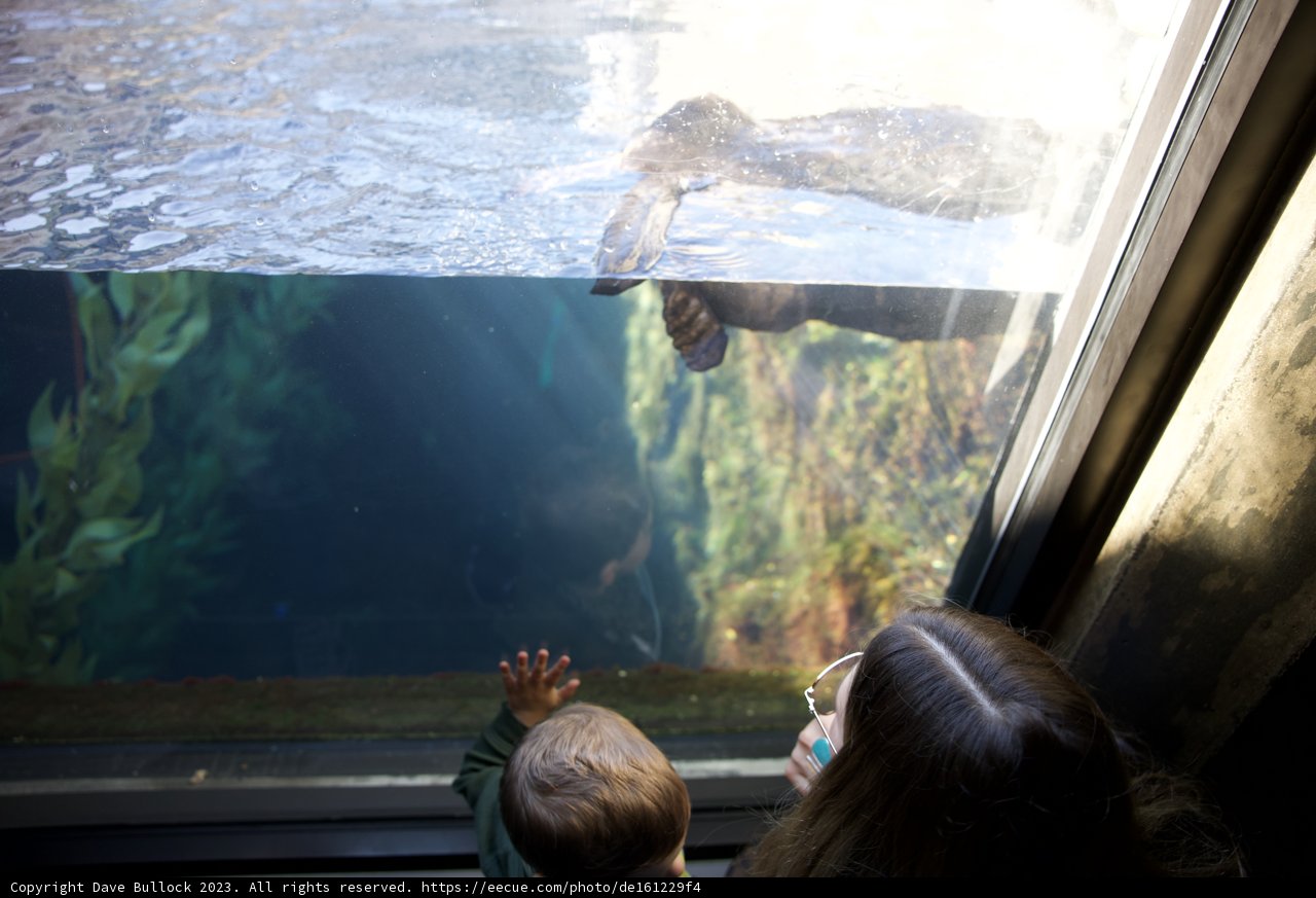 Fascination Underwater: A Day At Monterey Bay Aquarium