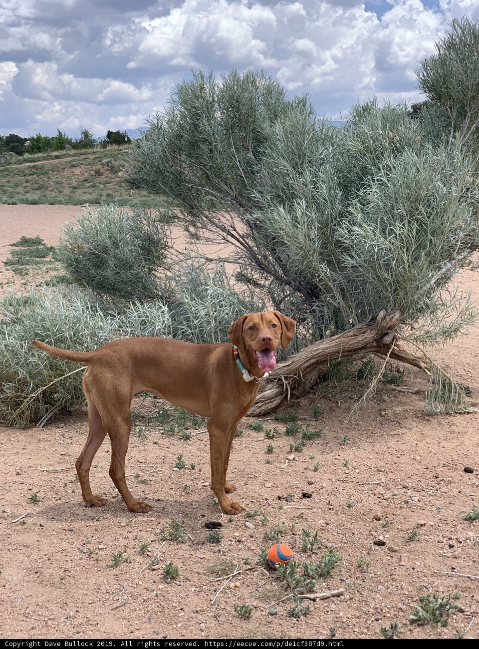 Scratching in the Dirt