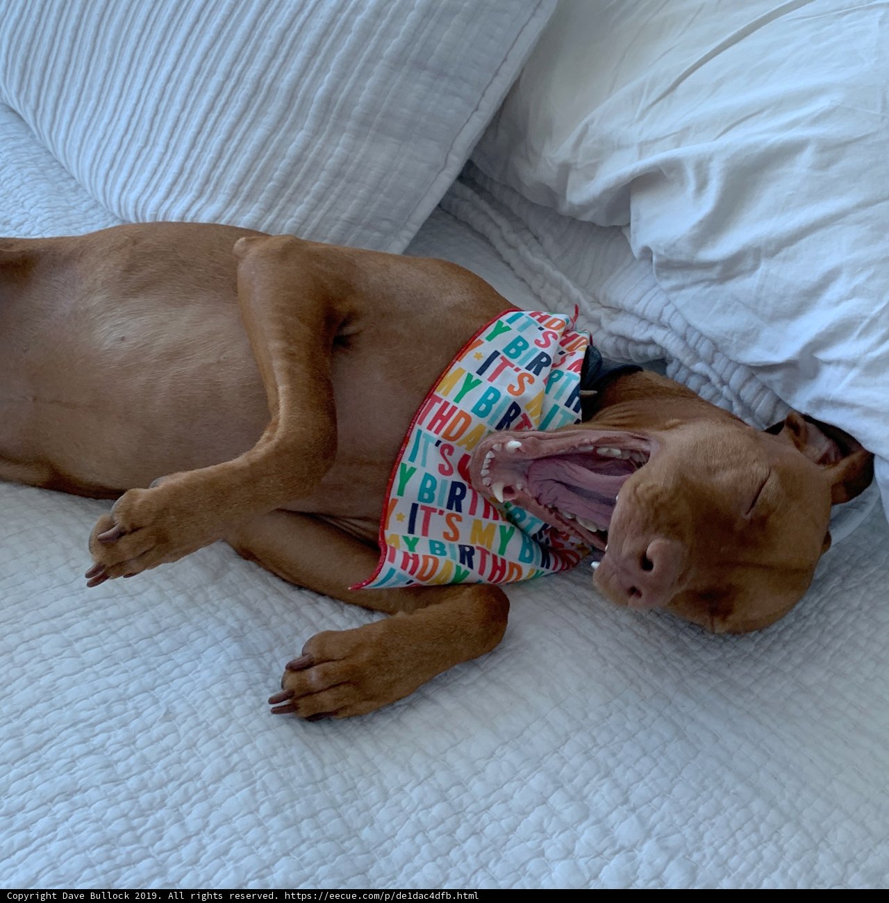 Snoozing Vizsla on the Cozy Couch