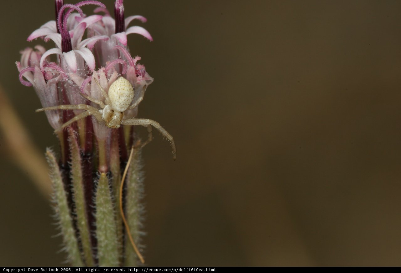 Garden Spider on Daisy