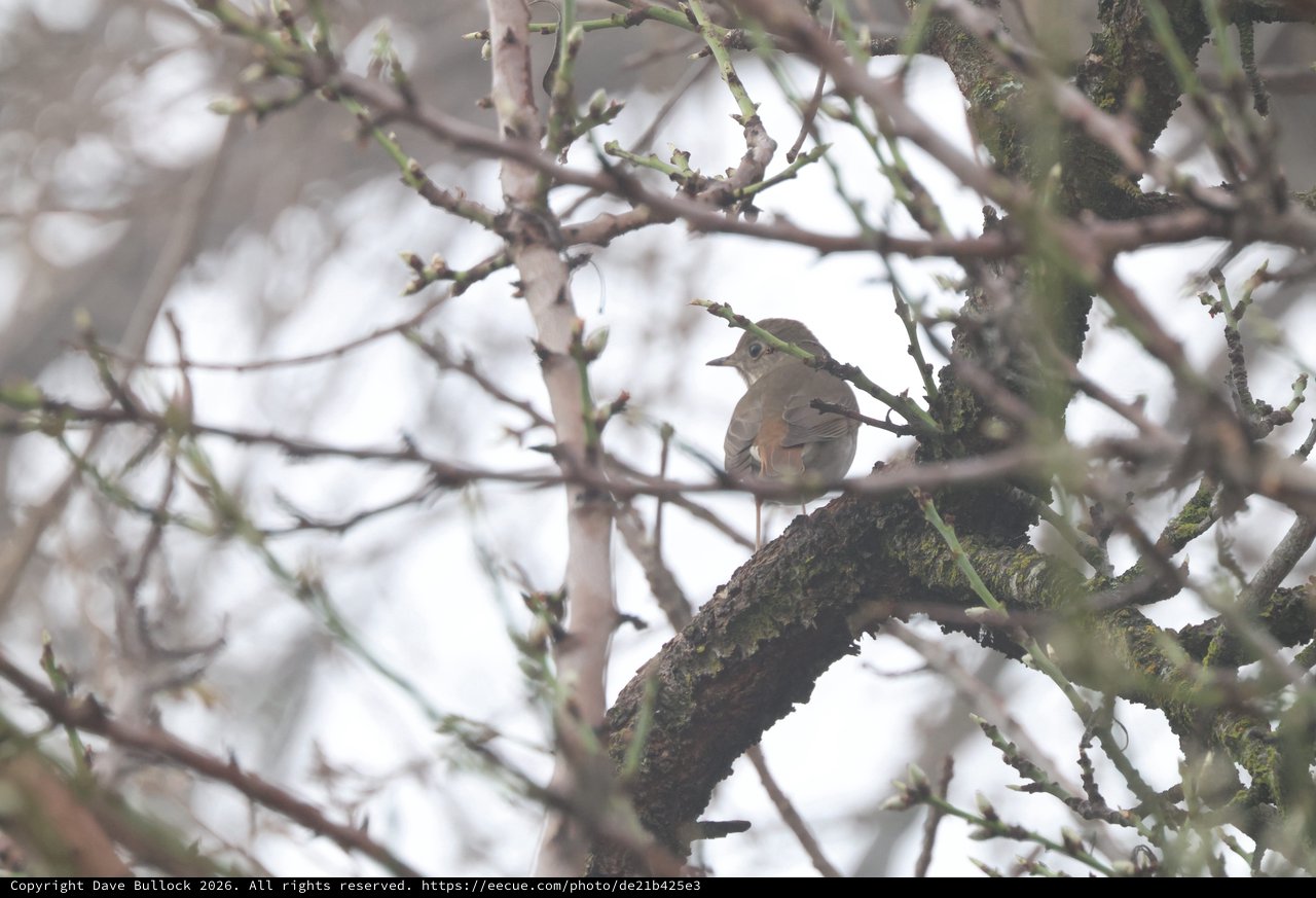 Mourning Dove Perched on Moss-Covered Branch in Winter
