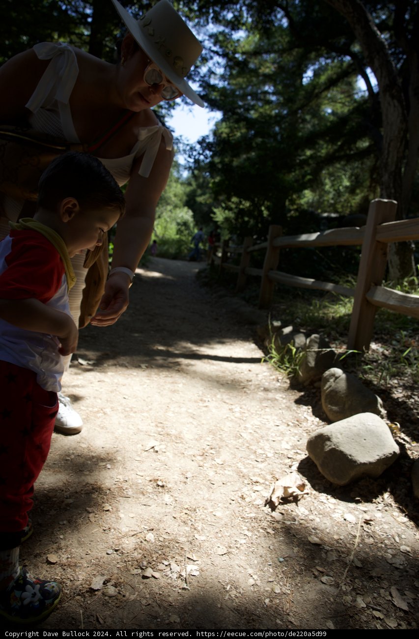 Little Explorer on a Woodland Path