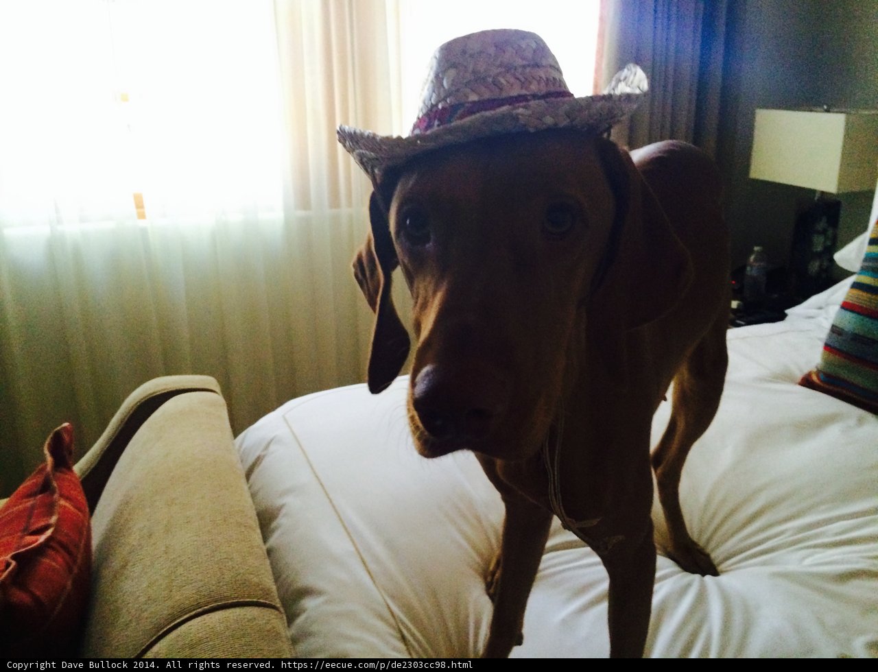 Canine Fashionista Takes a Nap