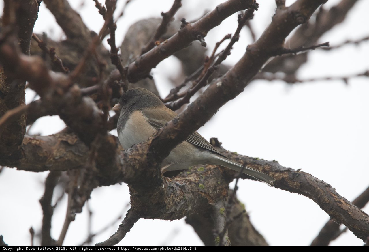 Dark-Eyed Junco Perched on Winter Branch