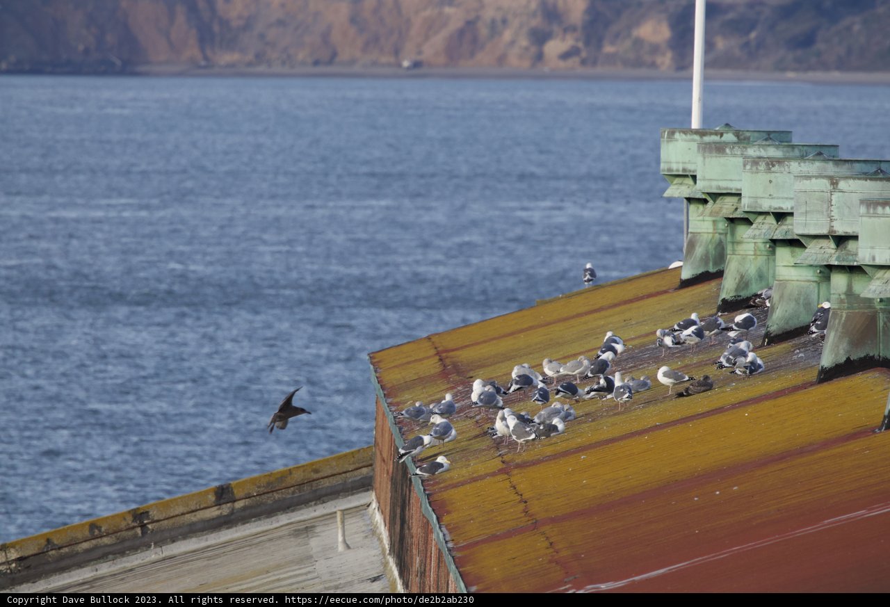 Feathered Convocation at Fort Mason