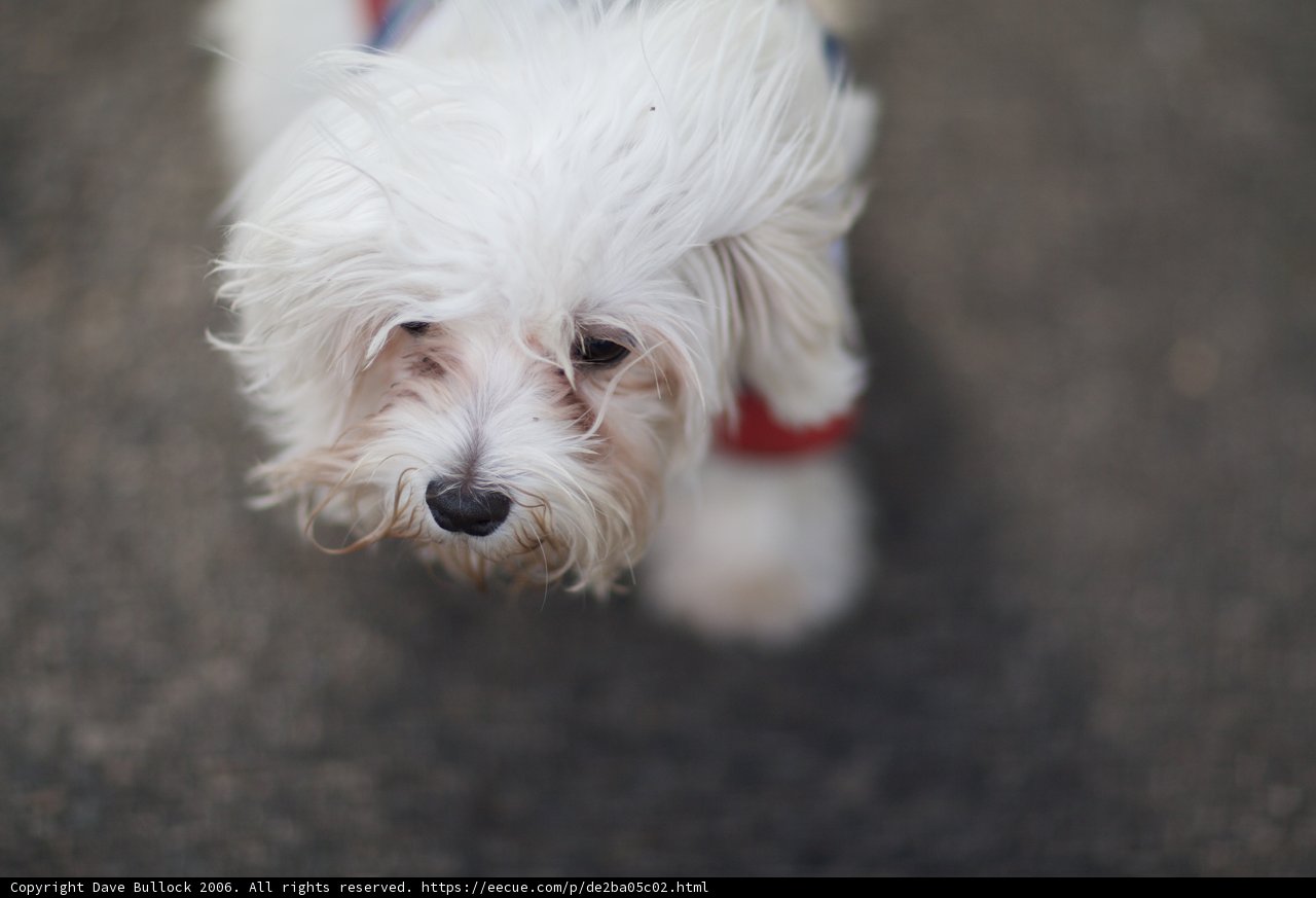 Little White Terrier
