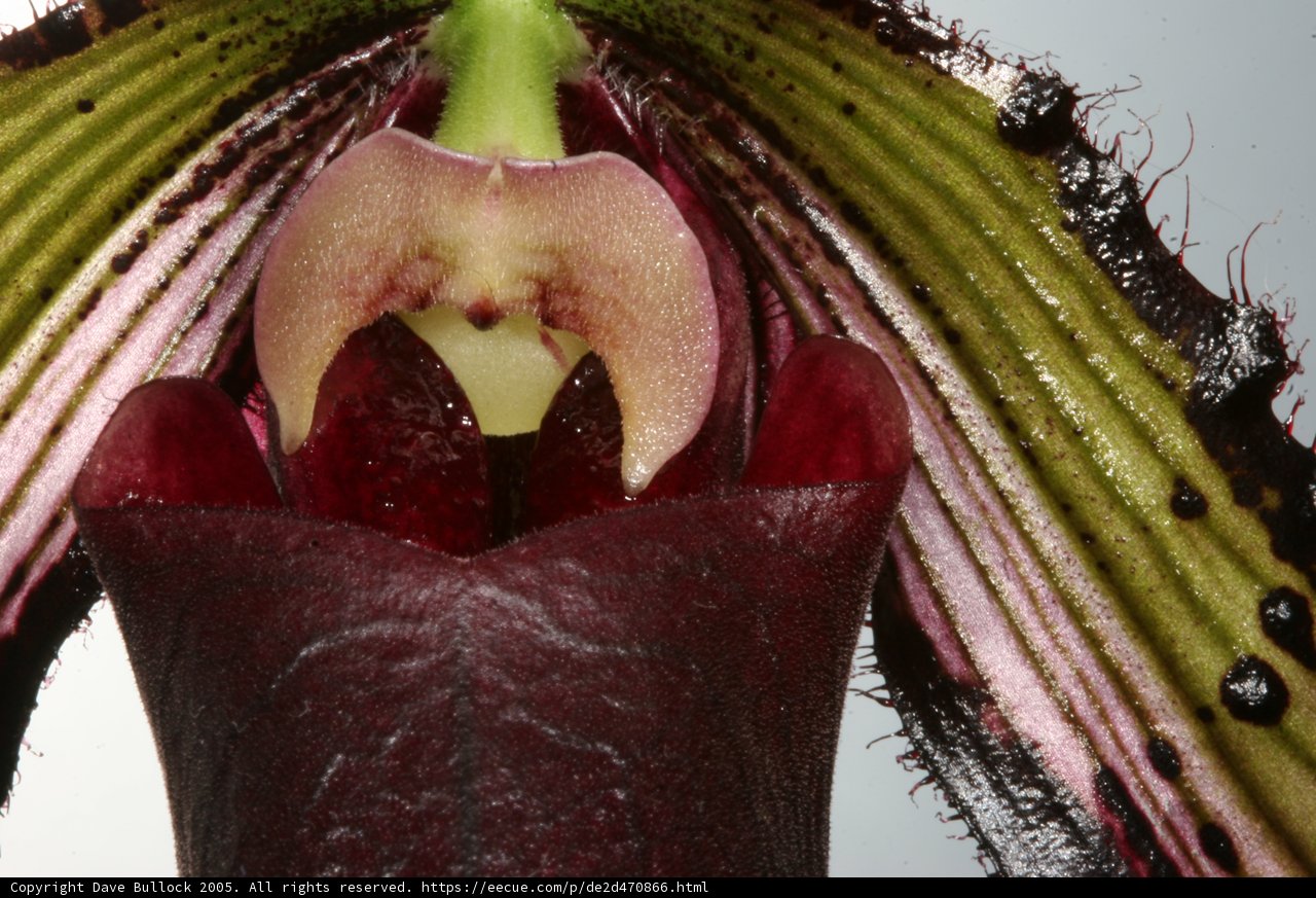 Orchid Blooms Through Winter