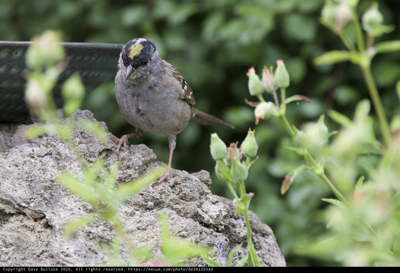 Golden-Crowned Sparrow with Pollen-Dusted Head on Stone Perch