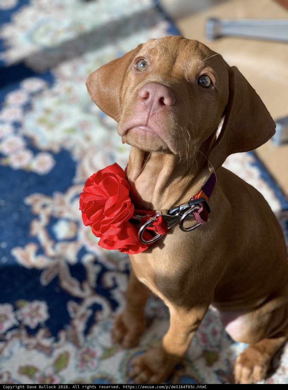 A Vizsla in Bloom