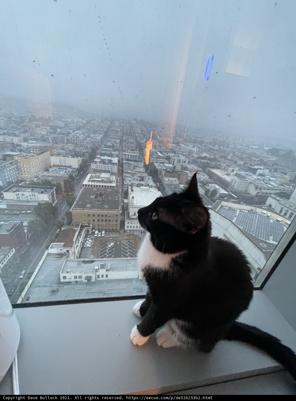 City Cat Gaze