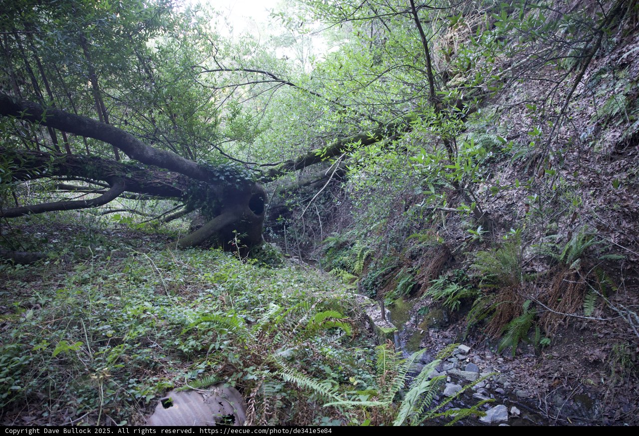 Enchanted Woodland Trail