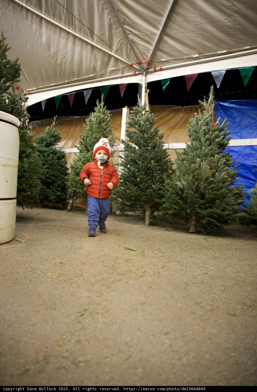 Wesley's Christmas Tree Adventure, 2023